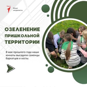 Озеленение пришкольной территории